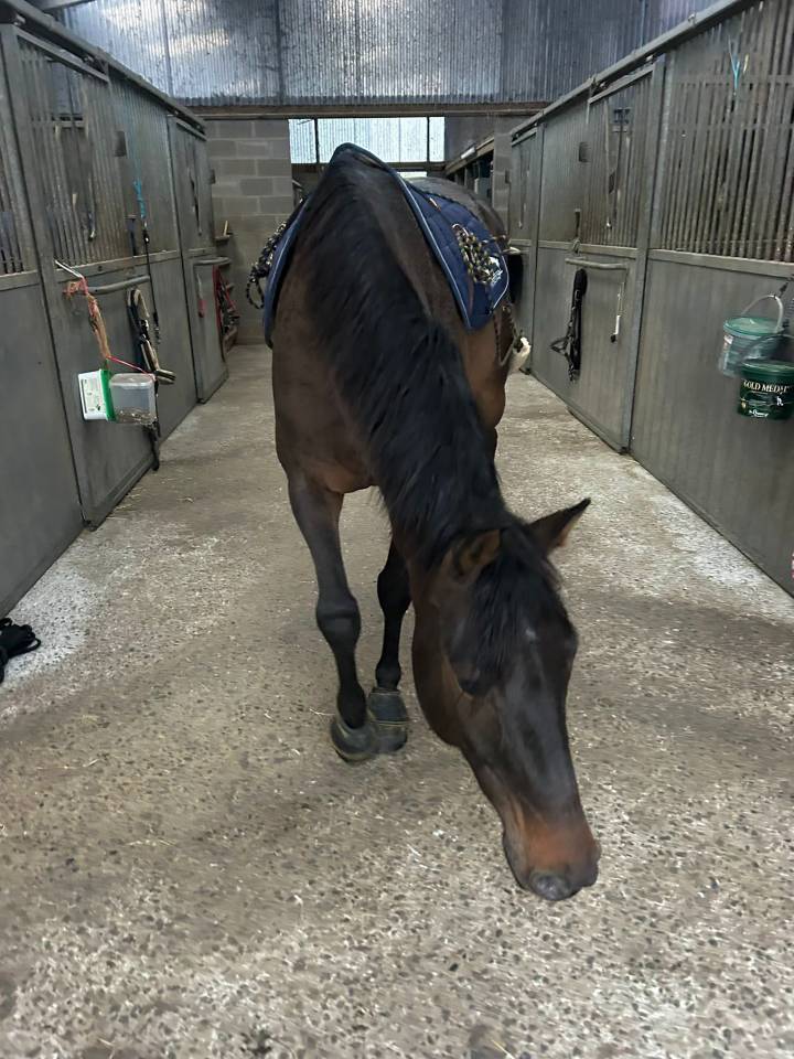 Caballo castrado KWPN Caballo de Deporte Neerland&eacute;s En venta 2020 Bayo moreno por LIAMANT W