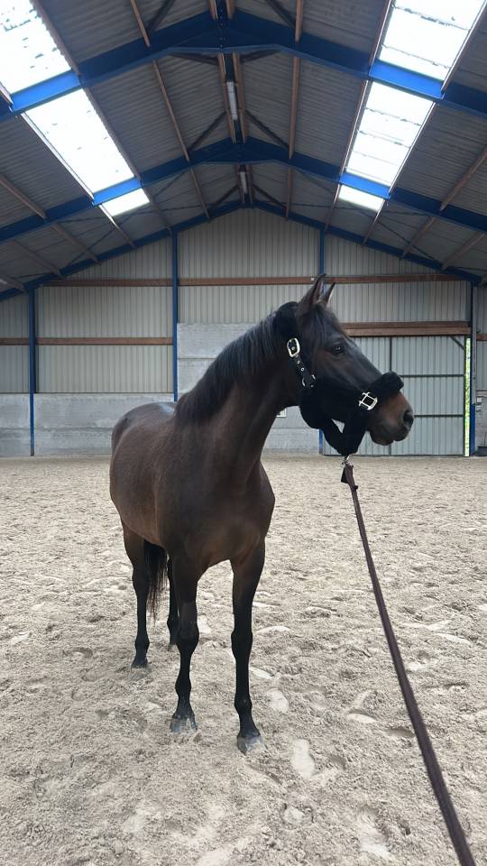 Caballo castrado KWPN Caballo de Deporte Neerland&eacute;s En venta 2020 Bayo moreno por LIAMANT W