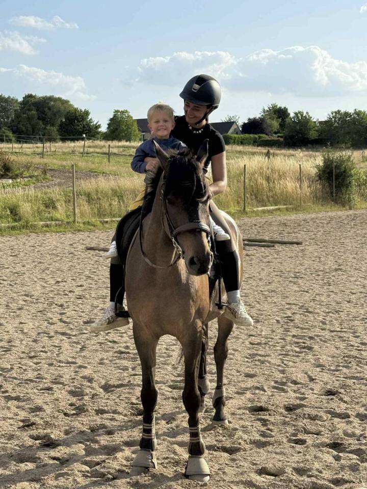 Caballo castrado KWPN Caballo de Deporte Neerland&eacute;s En venta 2020 Bayo moreno por LIAMANT W