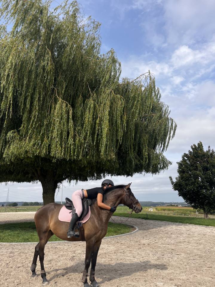 Caballo castrado KWPN Caballo de Deporte Neerland&eacute;s En venta 2020 Bayo moreno por LIAMANT W