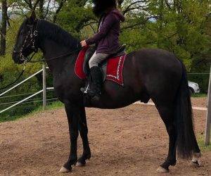 Caballo castrado Origen No Constatado En venta 2016 Negro
