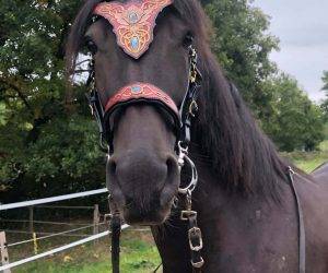 Caballo castrado Origen No Constatado En venta 2016 Negro