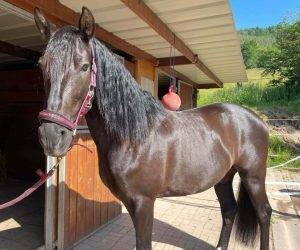 Caballo castrado Origen No Constatado En venta 2016 Negro