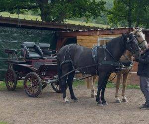 Caballo castrado Origen No Constatado En venta 2016 Negro