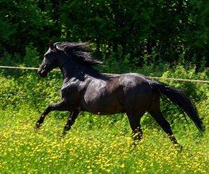 Caballo castrado Origen No Constatado En venta 2016 Negro