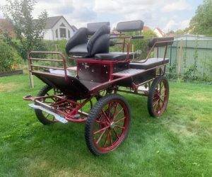 Caballo castrado Origen No Constatado En venta 2016 Negro