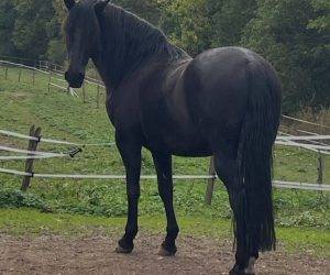 Caballo castrado Origen No Constatado En venta 2016 Negro