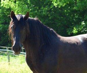 Caballo castrado Origen No Constatado En venta 2016 Negro