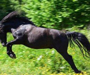 Caballo castrado Origen No Constatado En venta 2016 Negro