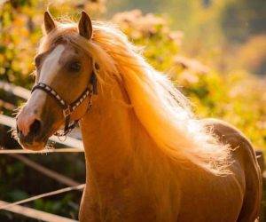 Caballo castrado Origen No Constatado En venta 2015 Otra capa