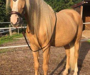Caballo castrado Origen No Constatado En venta 2015 Otra capa