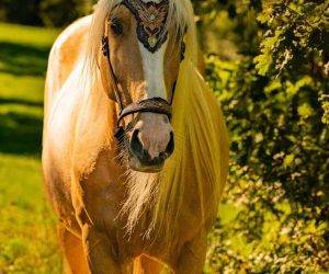 Caballo castrado Origen No Constatado En venta 2015 Otra capa