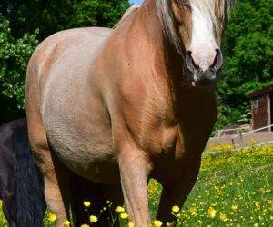 Caballo castrado Origen No Constatado En venta 2015 Otra capa
