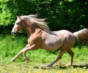 Caballo castrado Origen No Constatado En venta 2015 Otra capa