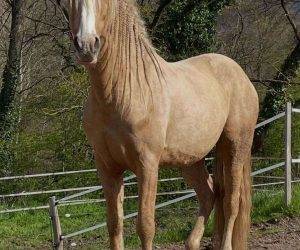 Caballo castrado Origen No Constatado En venta 2015 Otra capa