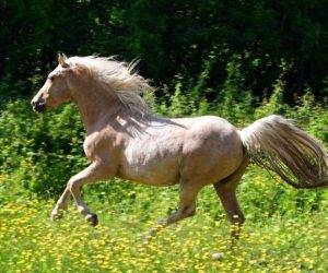 Caballo castrado Origen No Constatado En venta 2015 Otra capa