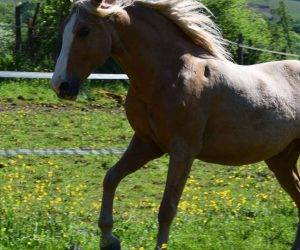 Caballo castrado Origen No Constatado En venta 2015 Otra capa