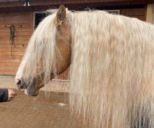 Caballo castrado Origen No Constatado En venta 2015 Otra capa