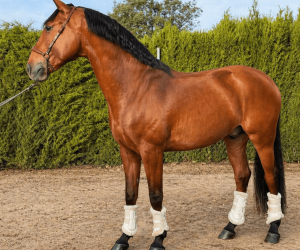 Caballo castrado Lusitano En venta 2019 Bayo