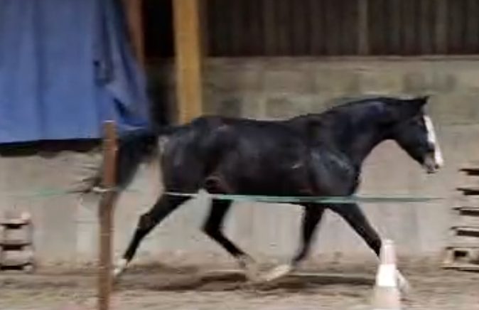 Yegua Silla Franc&eacute;s En venta 2023 Negro por Joker d&rsquo;euskadi