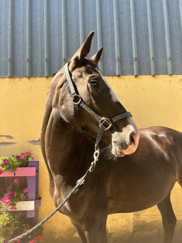 Yegua Silla Franc&eacute;s En venta 2023 Negro por Joker d&rsquo;euskadi