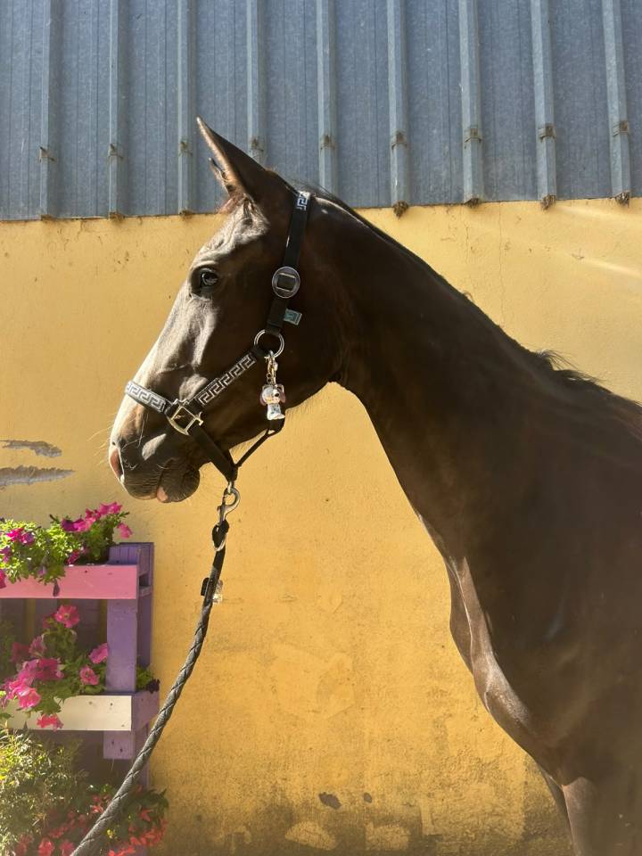 Yegua Silla Franc&eacute;s En venta 2023 Negro por Joker d&rsquo;euskadi
