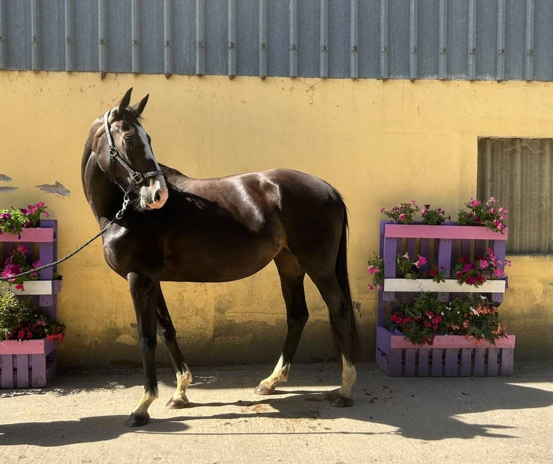 Yegua Silla Franc&eacute;s En venta 2023 Negro por Joker d&rsquo;euskadi