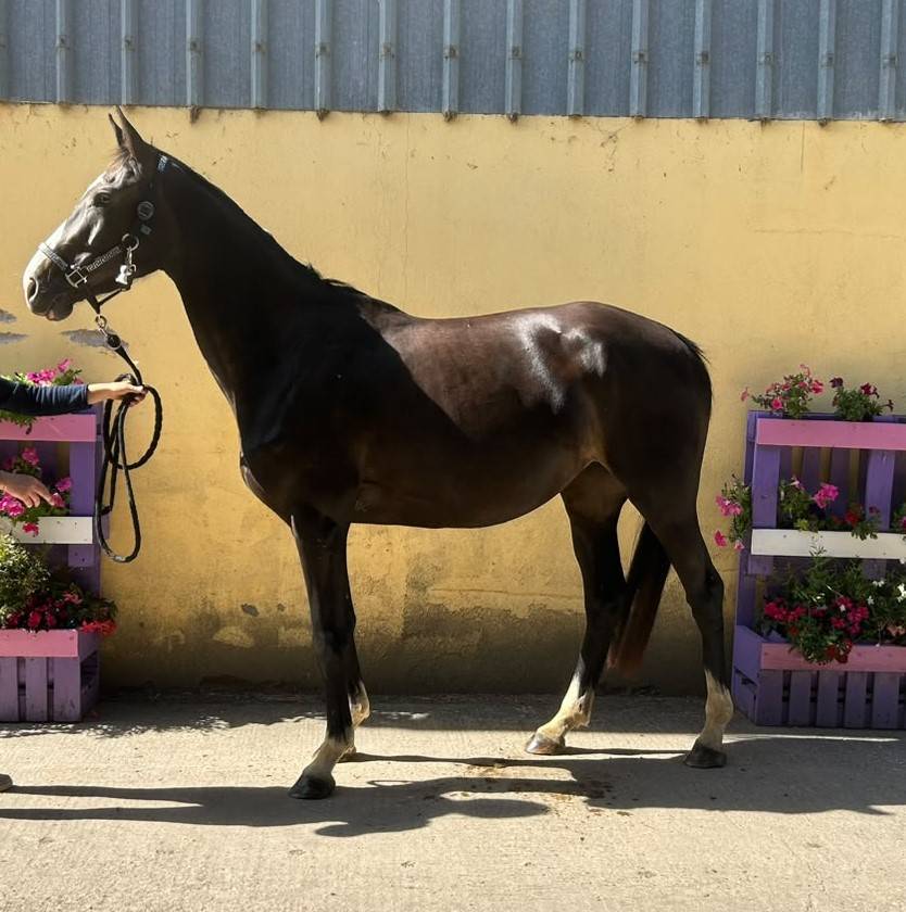 Yegua Silla Franc&eacute;s En venta 2023 Negro por Joker d&rsquo;euskadi