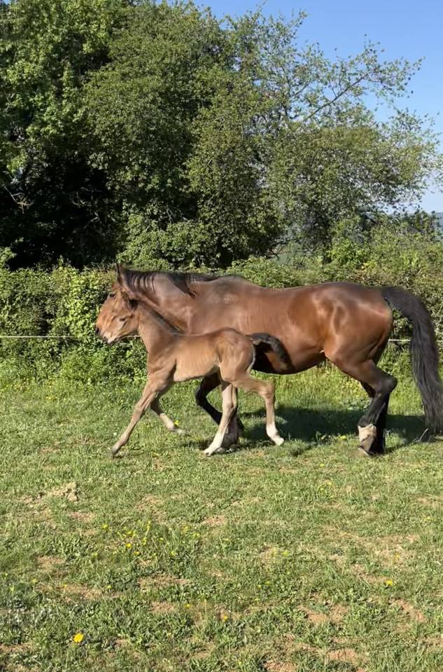 Potranca Silla Franc&eacute;s En venta 2026 Bayo por Dollar du Rouet