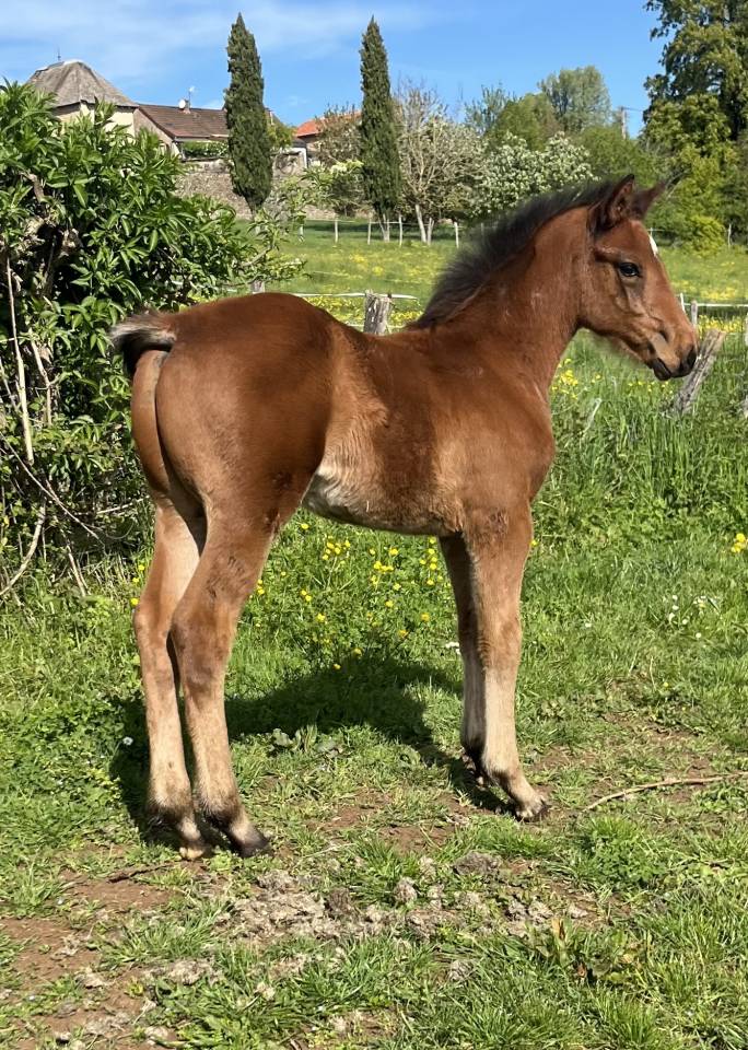 Potranca Silla Franc&eacute;s En venta 2026 Bayo