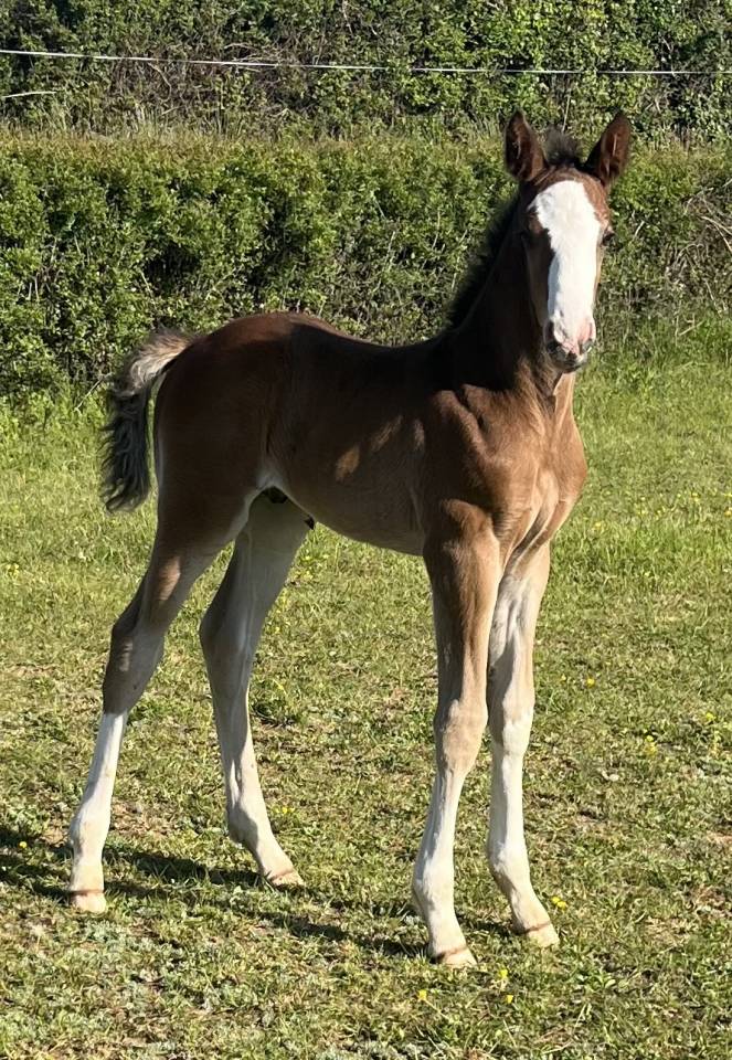 Potranca Silla Franc&eacute;s En venta 2026 Bayo