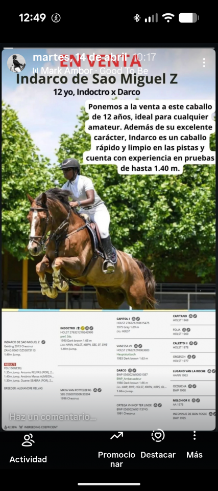 Vendo caballo 