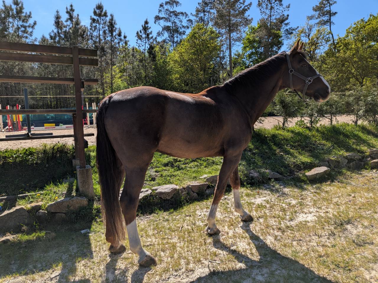 Vendo caballo 