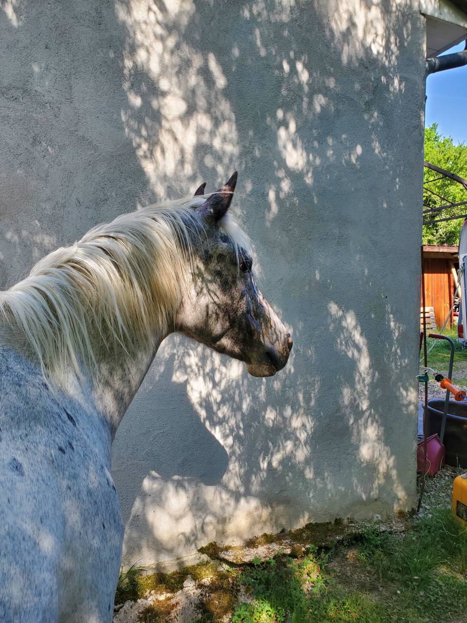 Yegua Media Sangre Arabe En venta 2019 Appaloosa por Kaysham Alvina. PSA