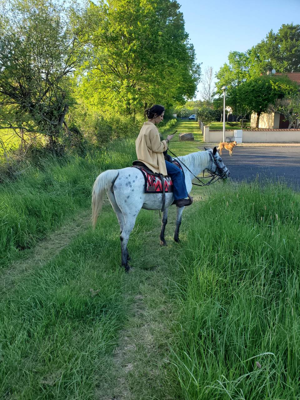 Yegua Media Sangre Arabe En venta 2019 Appaloosa por Kaysham Alvina. PSA