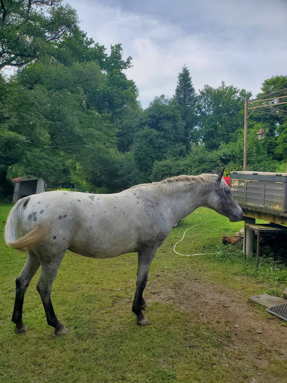 Yegua Media Sangre Arabe En venta 2019 Appaloosa por Kaysham Alvina. PSA