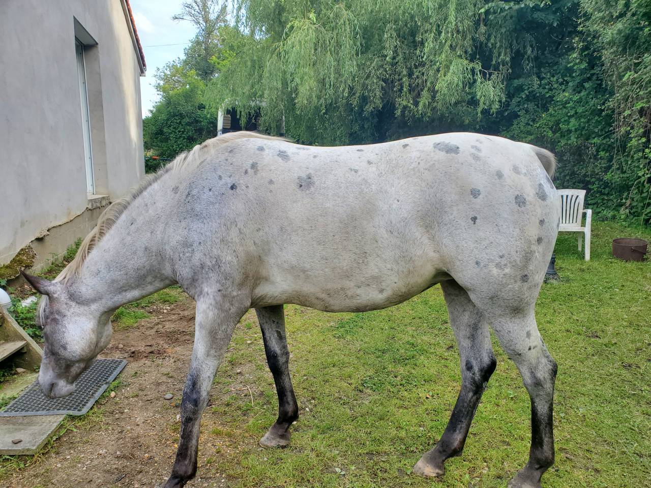 Yegua Media Sangre Arabe En venta 2019 Appaloosa por Kaysham Alvina. PSA