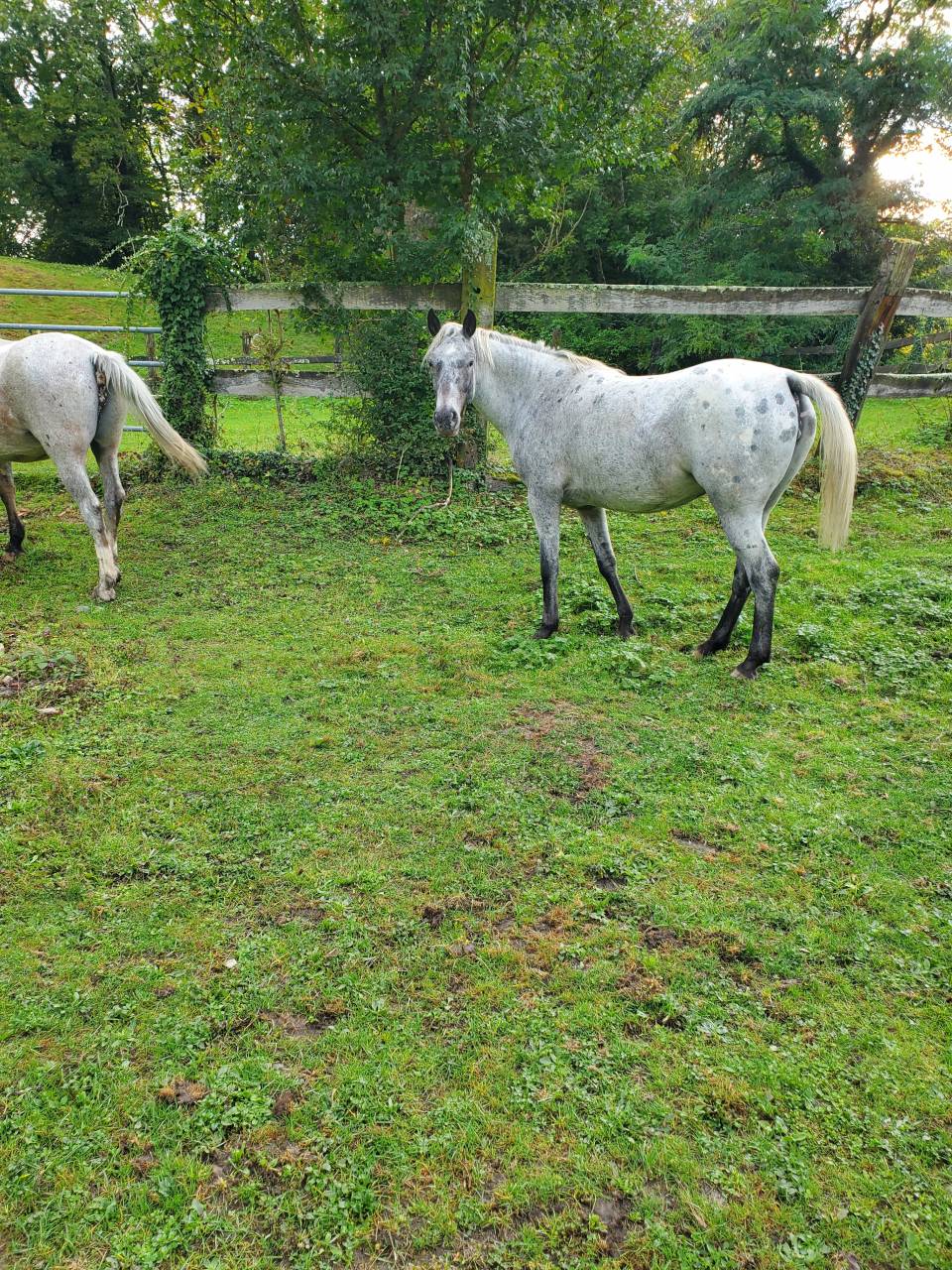 Yegua Media Sangre Arabe En venta 2019 Appaloosa por Kaysham Alvina. PSA
