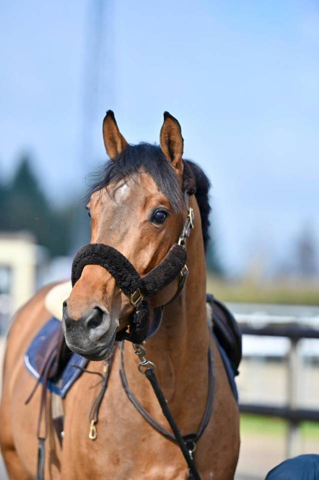 Caballo entero KWPN Caballo de Deporte Neerland&eacute;s En venta 2021 Bayo por Poker de Mariposa