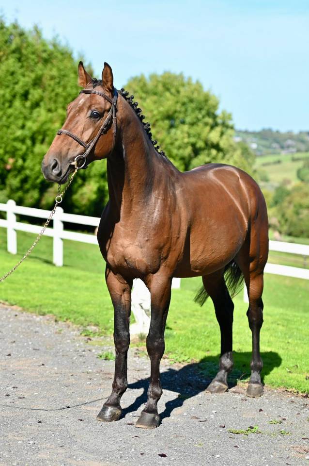 Caballo entero KWPN Caballo de Deporte Neerland&eacute;s En venta 2021 Bayo por Poker de Mariposa