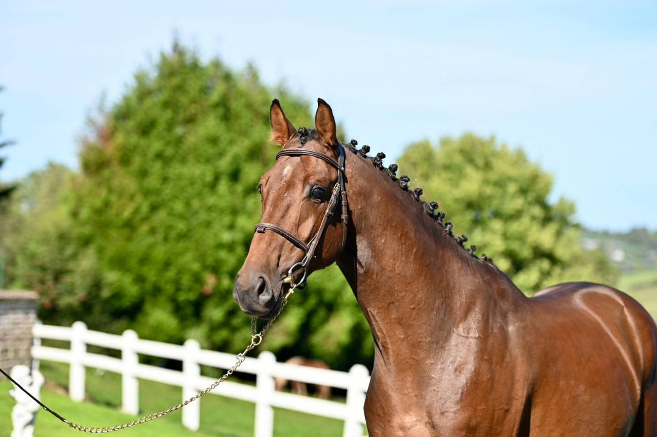 Caballo entero KWPN Caballo de Deporte Neerland&eacute;s En venta 2021 Bayo por Poker de Mariposa