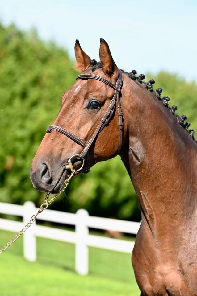 Caballo entero KWPN Caballo de Deporte Neerland&eacute;s En venta 2021 Bayo por Poker de Mariposa