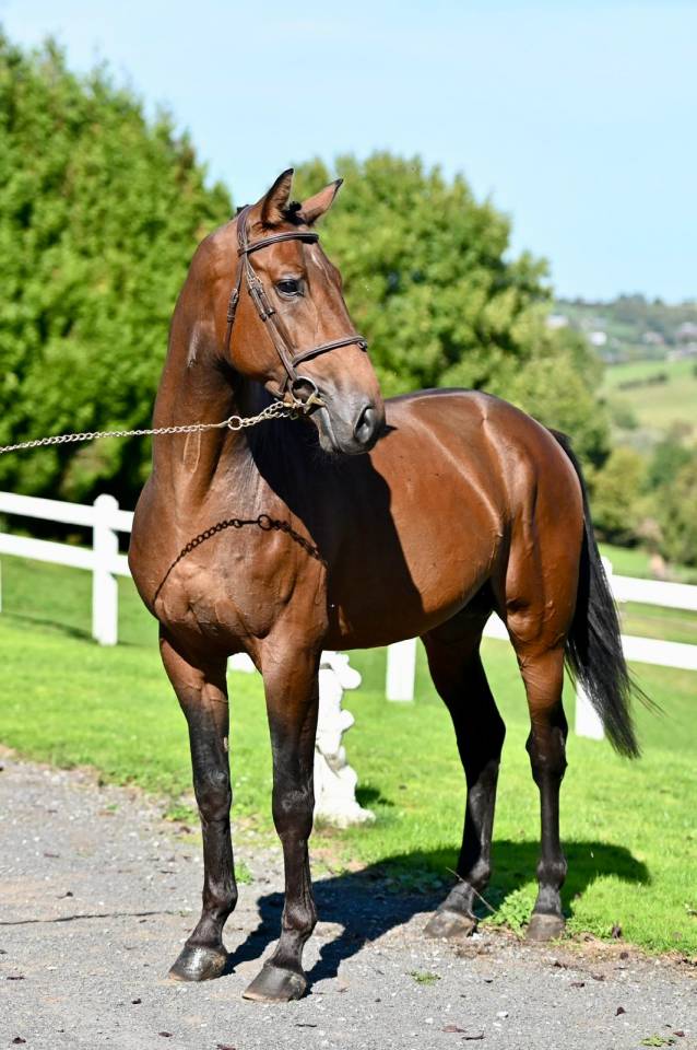 Caballo entero KWPN Caballo de Deporte Neerland&eacute;s En venta 2021 Bayo por Poker de Mariposa