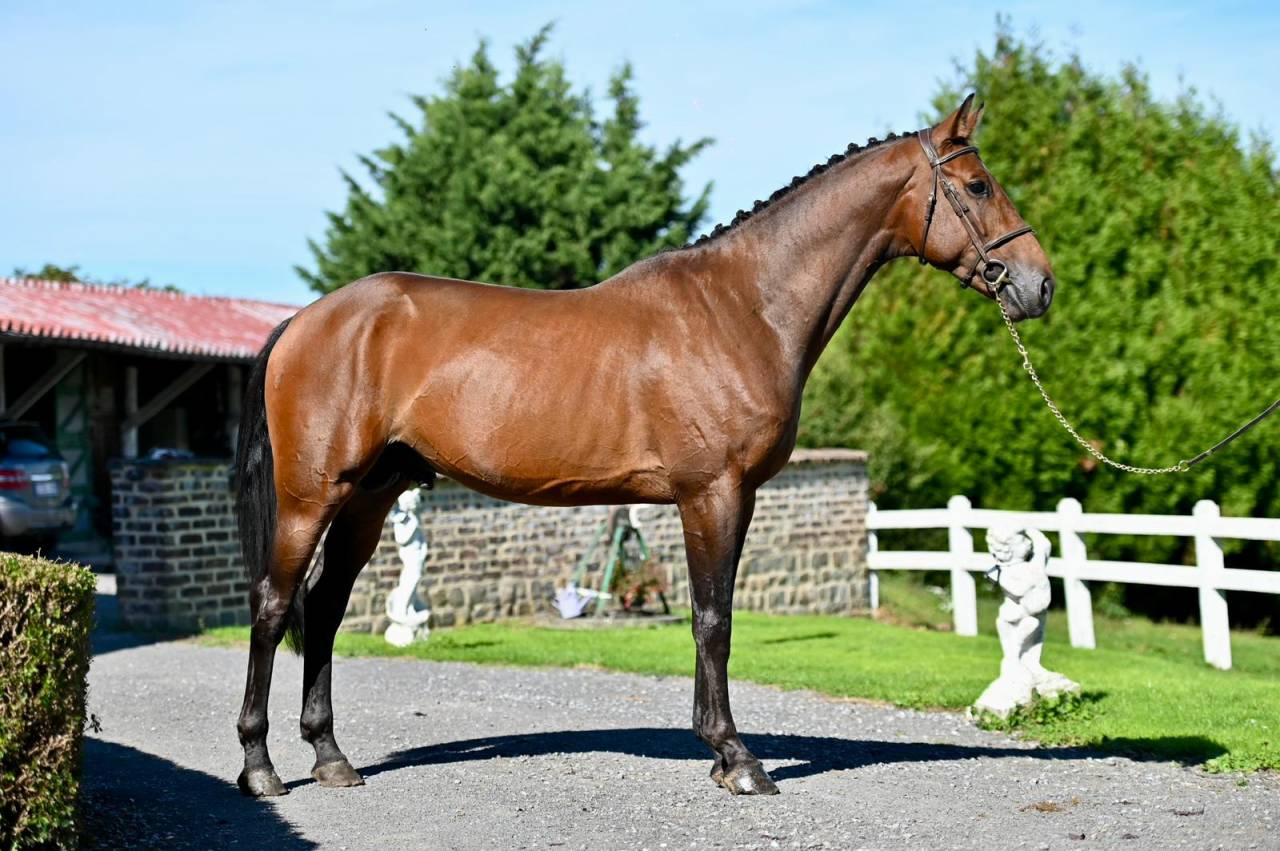 Caballo entero KWPN Caballo de Deporte Neerland&eacute;s En venta 2021 Bayo por Poker de Mariposa