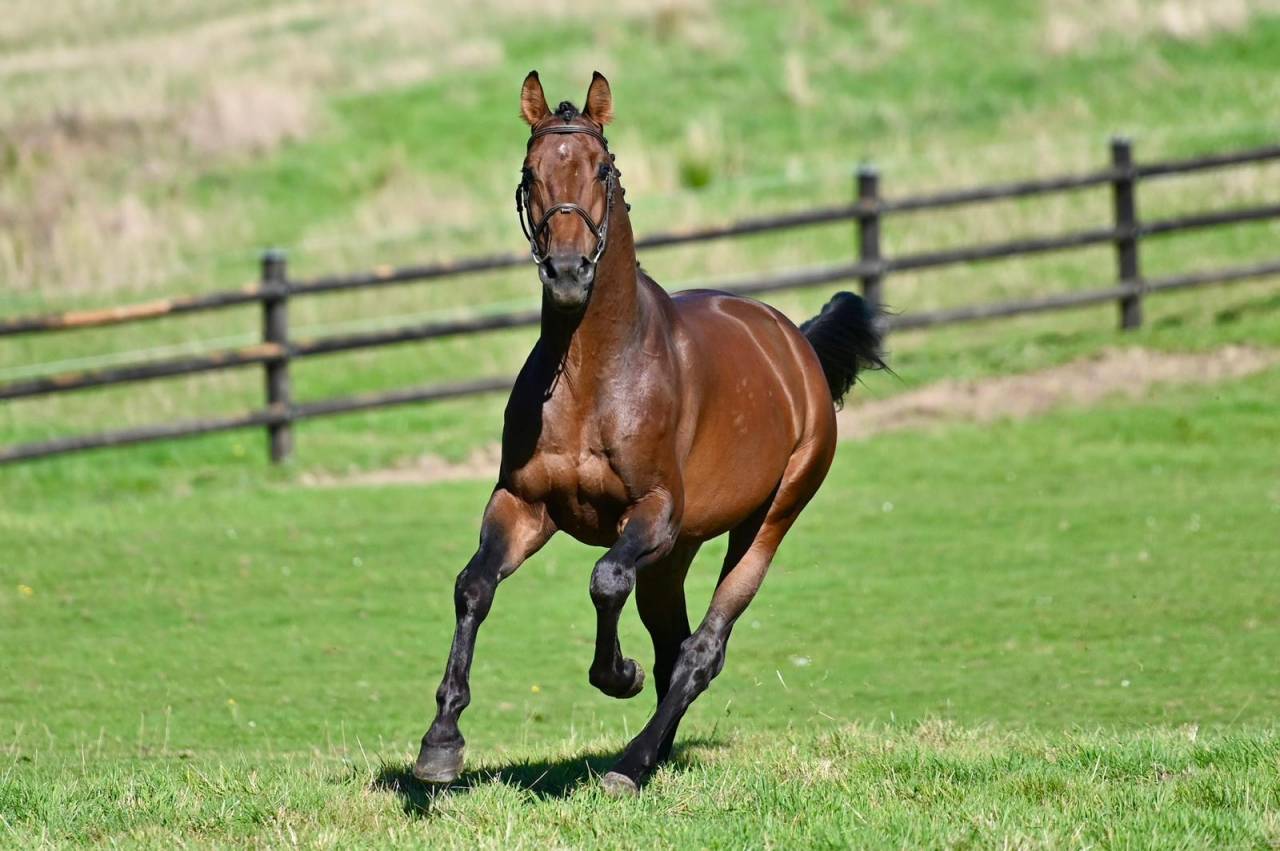 Caballo entero KWPN Caballo de Deporte Neerland&eacute;s En venta 2021 Bayo por Poker de Mariposa