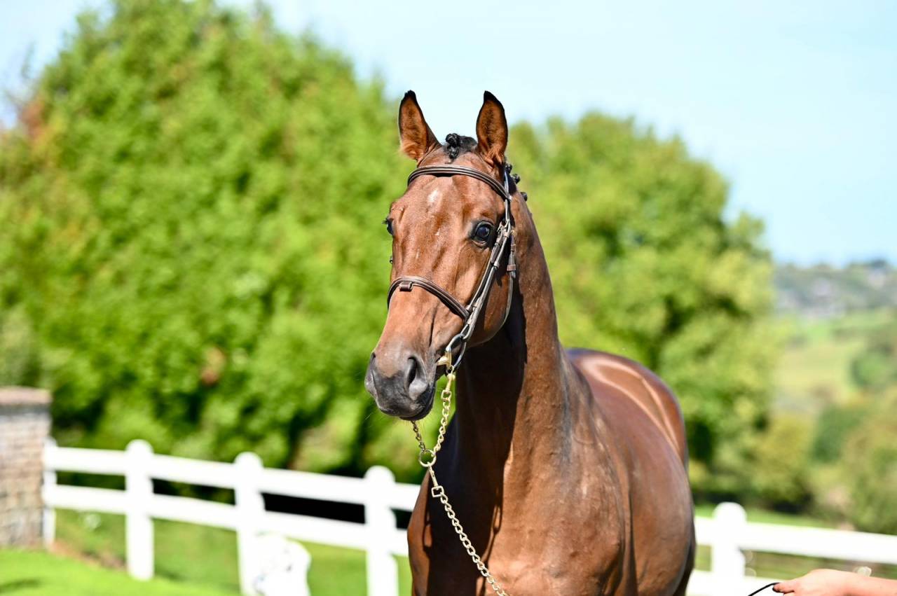 Caballo entero KWPN Caballo de Deporte Neerland&eacute;s En venta 2021 Bayo por Poker de Mariposa