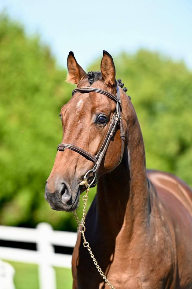 Caballo entero KWPN Caballo de Deporte Neerland&eacute;s En venta 2021 Bayo por Poker de Mariposa