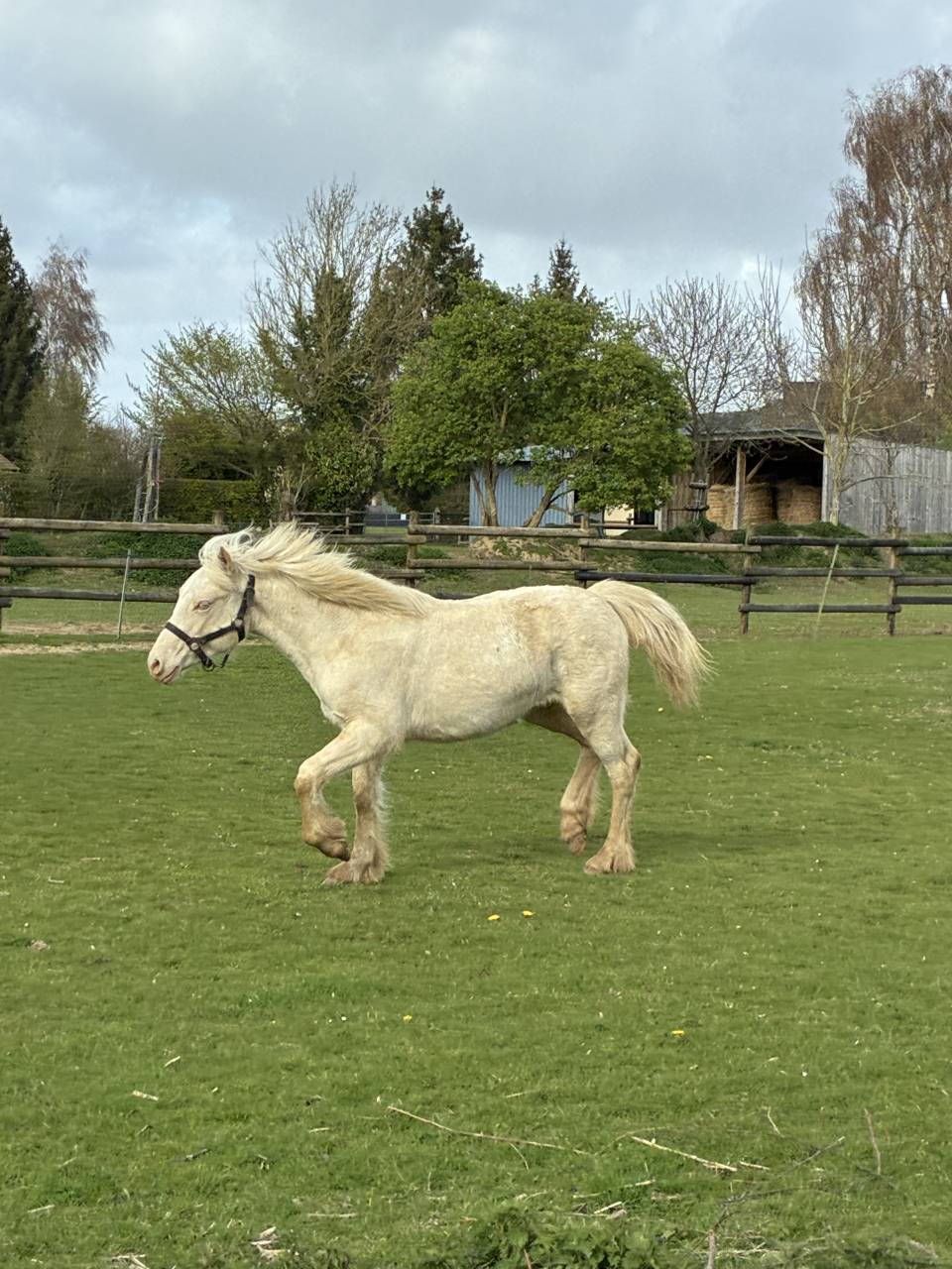Potranca Welsh Poni (Secci&oacute;n D), Welsh Cob  En venta 2025 Crema por Ubiwan des colines