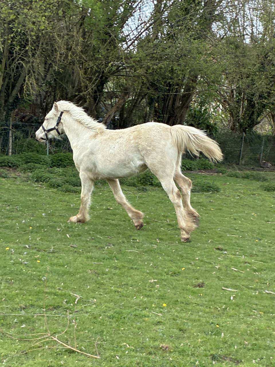 Potranca Welsh Poni (Secci&oacute;n D), Welsh Cob  En venta 2025 Crema por Ubiwan des colines
