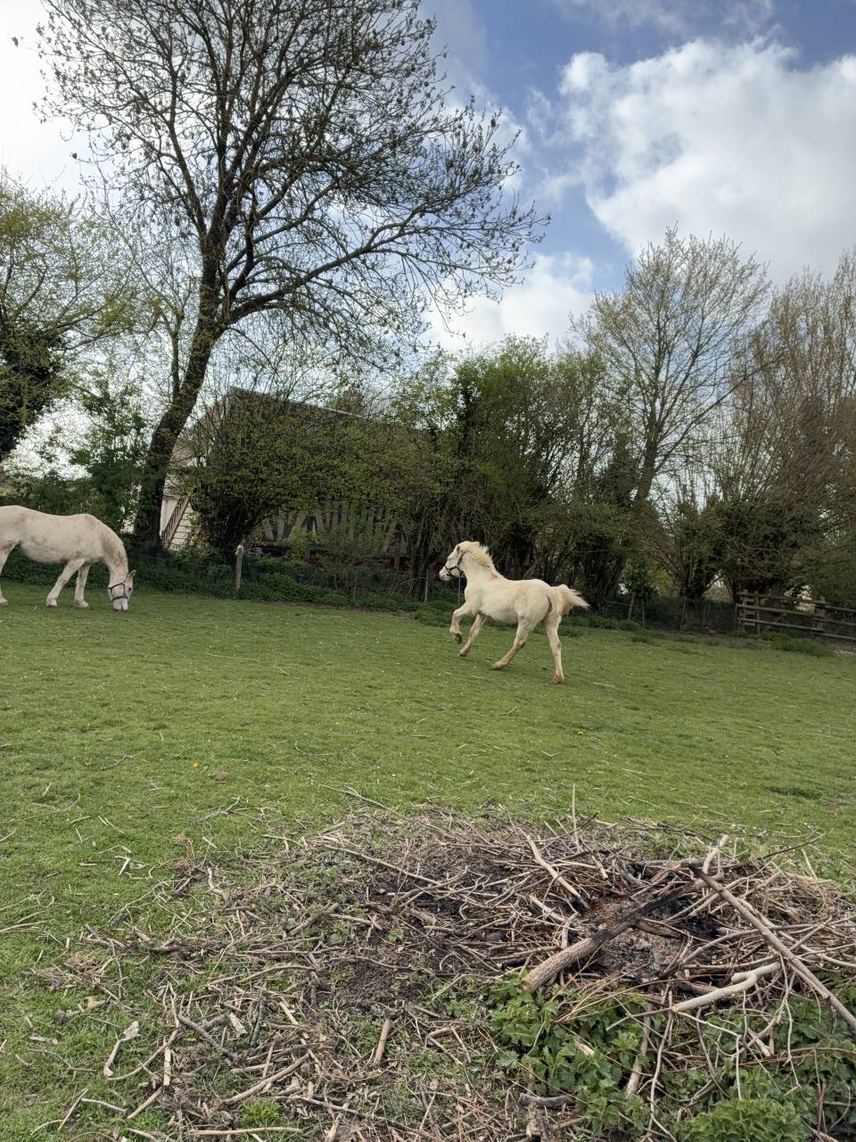 Potranca Welsh Poni (Secci&oacute;n D), Welsh Cob  En venta 2025 Crema por Ubiwan des colines